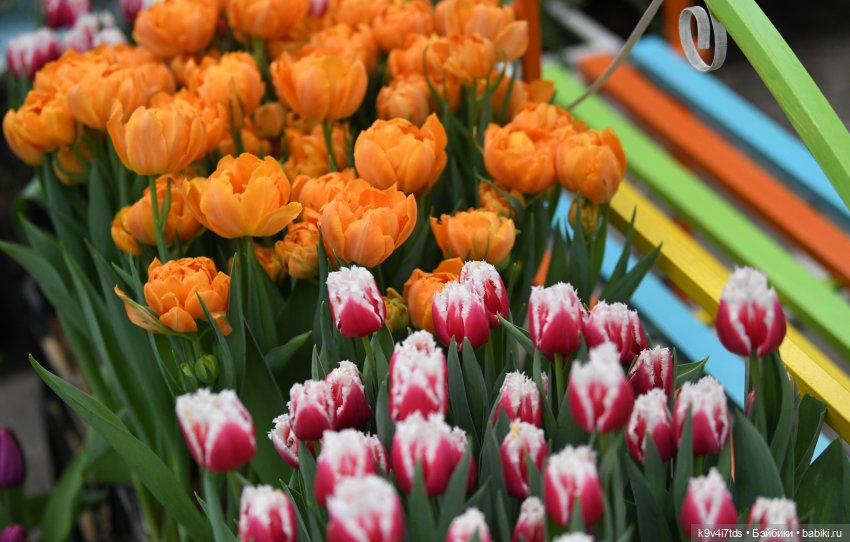 Семья Жу встречает Весну — Авторские куклы BJD (БЖД) у нас дома: фото