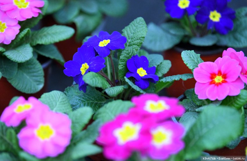 Семья Жу встречает Весну — Авторские куклы BJD (БЖД) у нас дома: фото