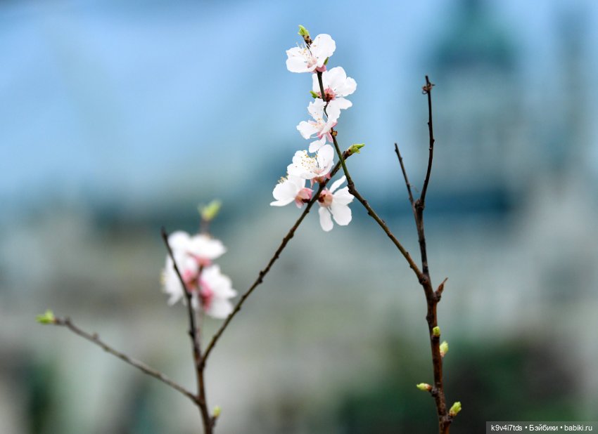 Семья Жу встречает Весну — Авторские куклы BJD (БЖД) у нас дома: фото