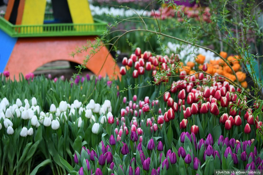 Семья Жу встречает Весну — Авторские куклы BJD (БЖД) у нас дома: фото (фото 5)