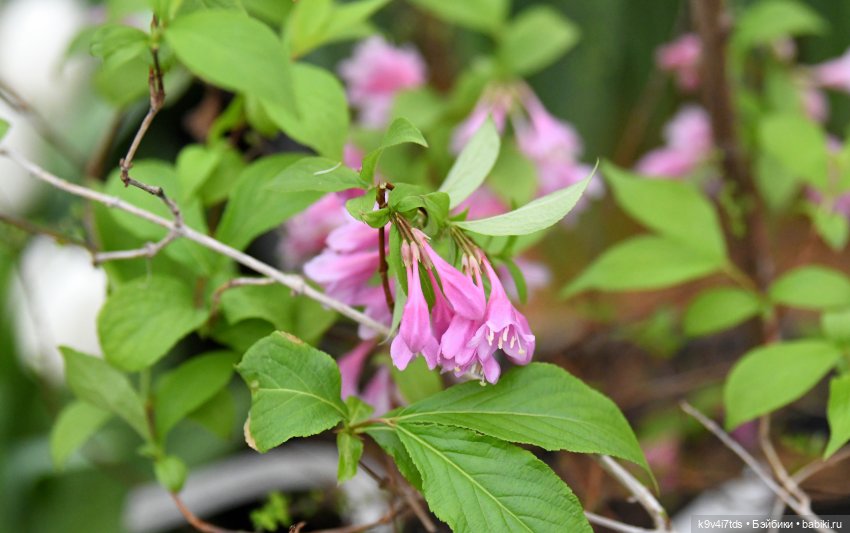 Семья Жу встречает Весну — Авторские куклы BJD (БЖД) у нас дома: фото