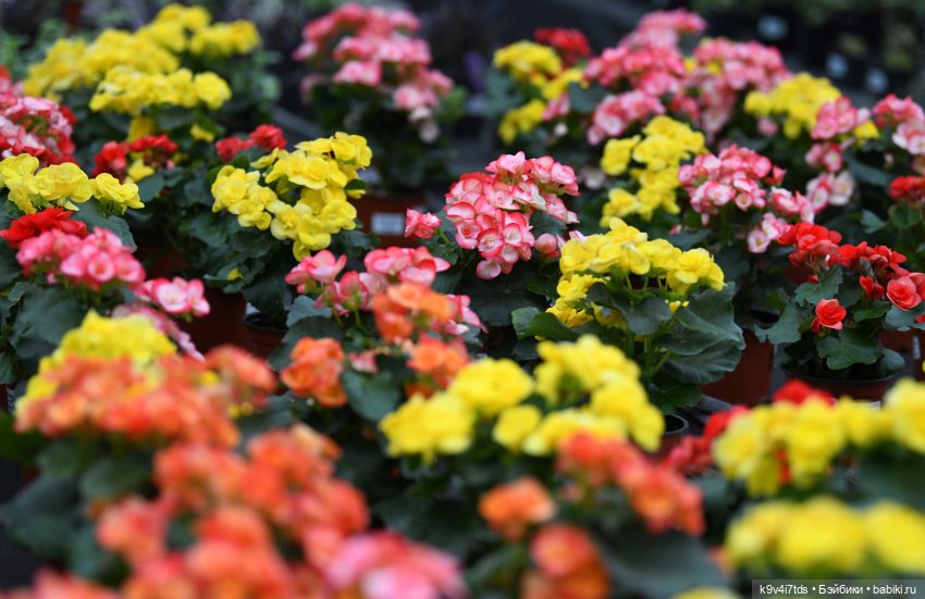 Семья Жу встречает Весну — Авторские куклы BJD (БЖД) у нас дома: фото