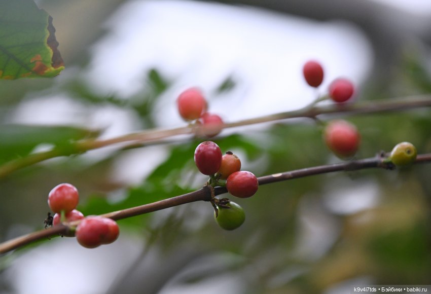 Семья Жу встречает Весну — Авторские куклы BJD (БЖД) у нас дома: фото