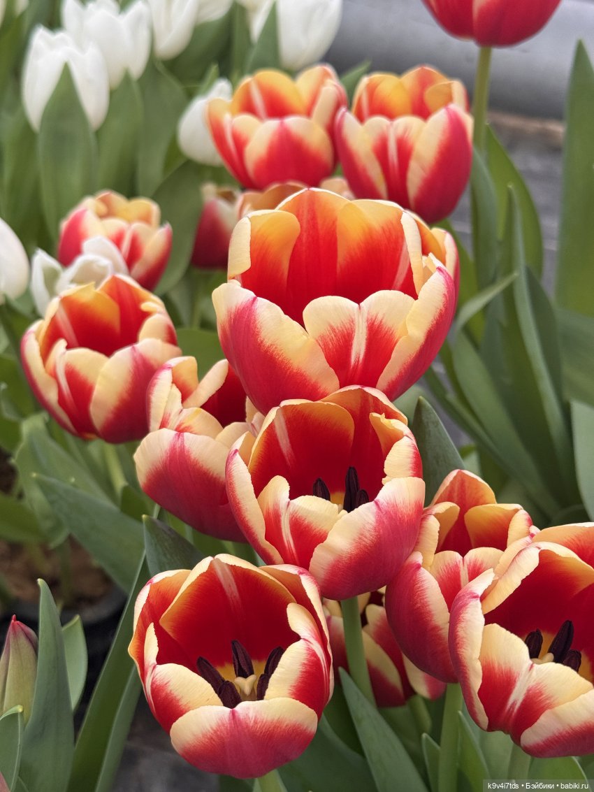 "Крутышки" на выставке тюльпанов (фото 7)