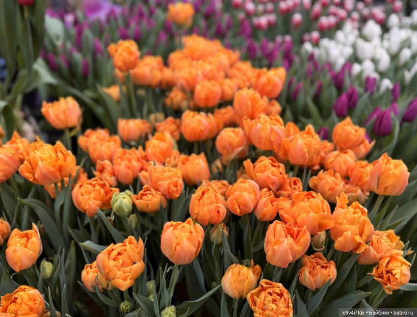 "Крутышки" на выставке тюльпанов