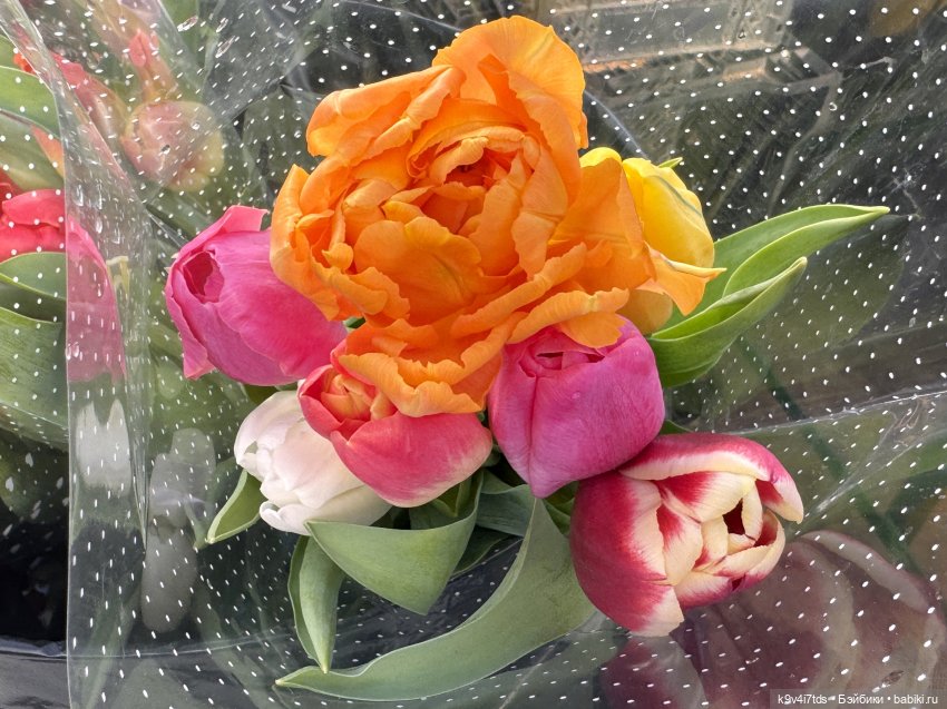 Девочки, с 8 Марта — Куклы Sylvia Natterer (Сильвия Наттерер): Gotz