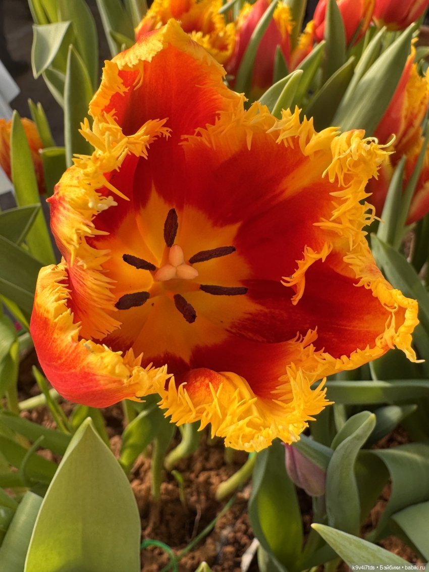 Девочки, с 8 Марта — Куклы Sylvia Natterer (Сильвия Наттерер): Gotz