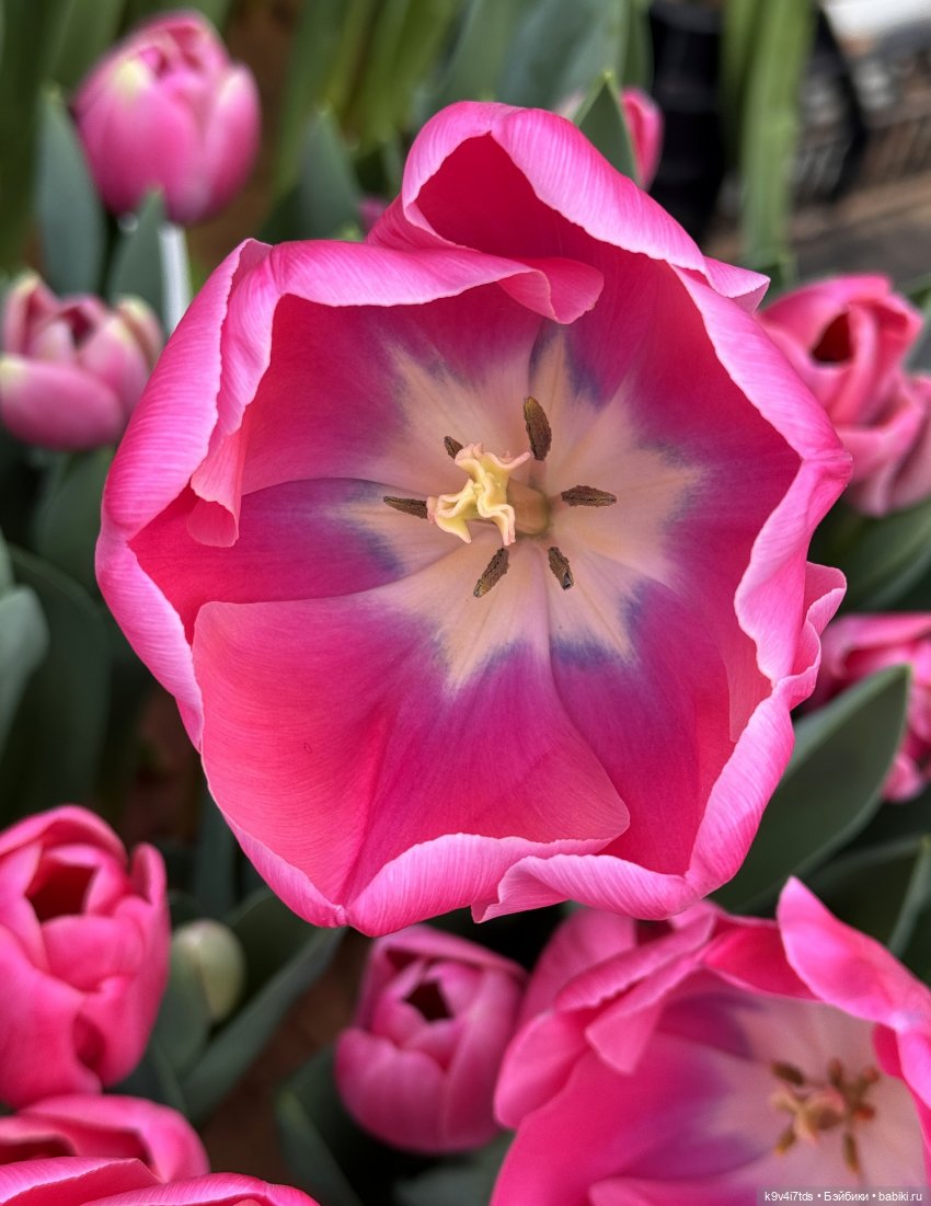 Девочки, с 8 Марта — Куклы Sylvia Natterer (Сильвия Наттерер): Gotz (фото 2)