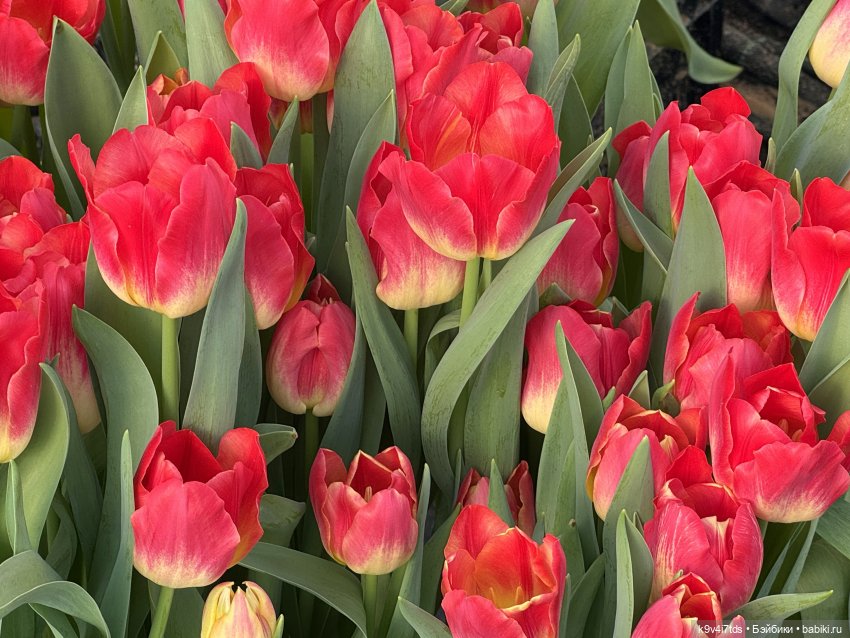 Девочки, с 8 Марта — Куклы Sylvia Natterer (Сильвия Наттерер): Gotz