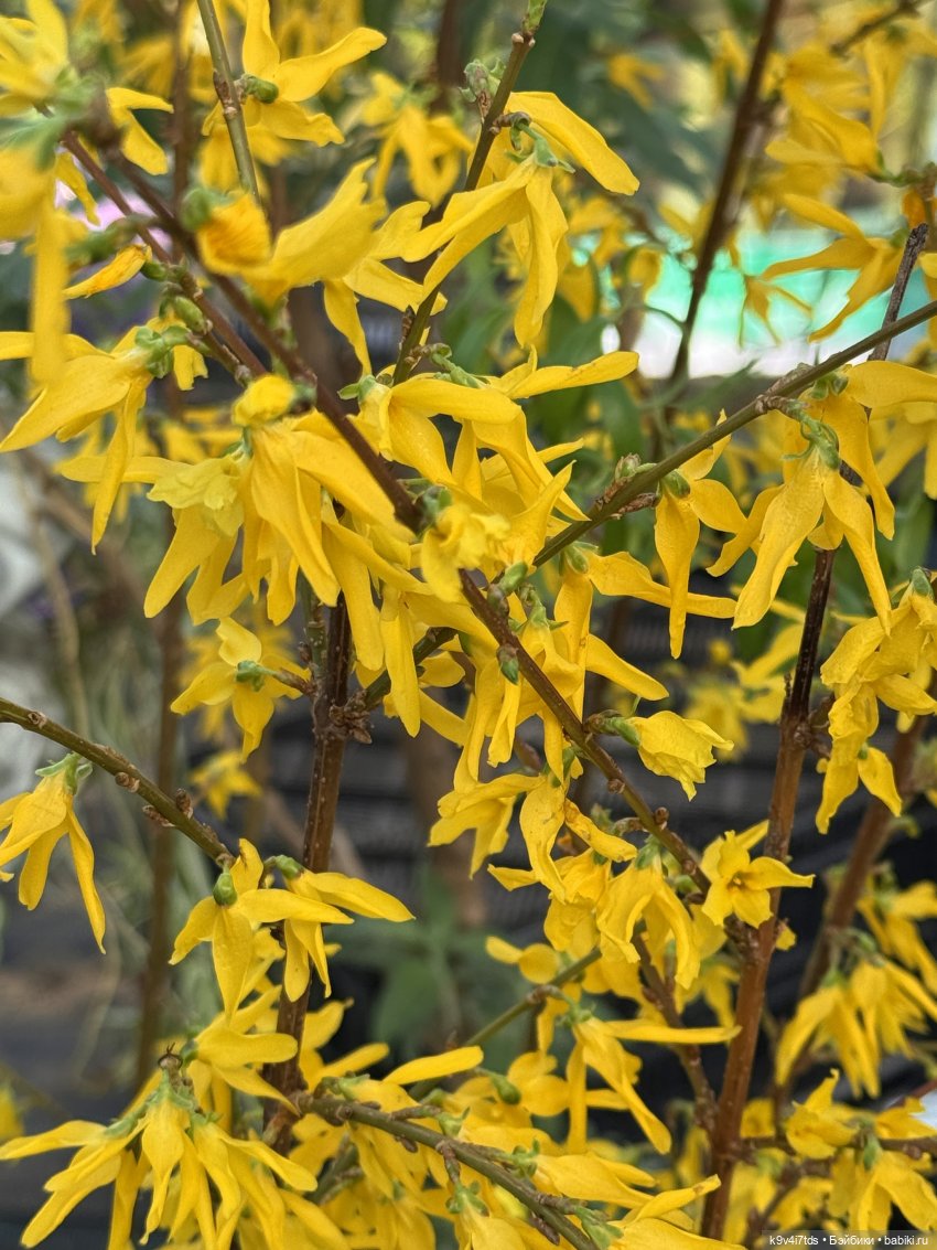 Девочки, с 8 Марта — Куклы Sylvia Natterer (Сильвия Наттерер): Gotz (фото 10)