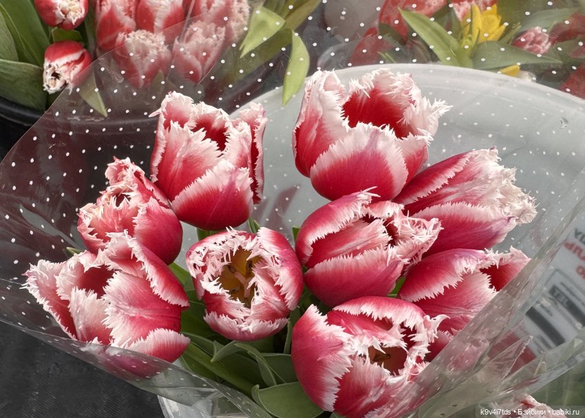 Девочки, с 8 Марта — Куклы Sylvia Natterer (Сильвия Наттерер): Gotz (фото 3)