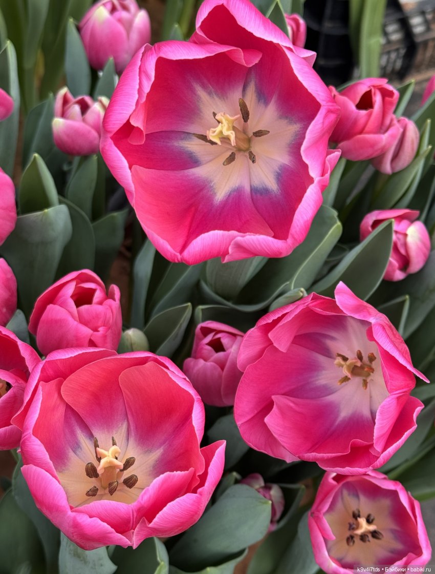 Девочки, с 8 Марта — Куклы Sylvia Natterer (Сильвия Наттерер): Gotz (фото 5)