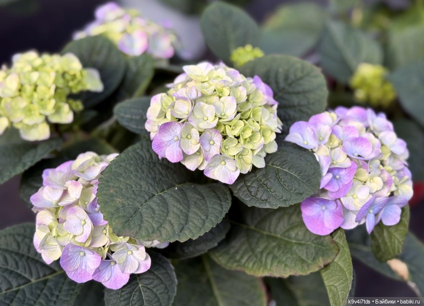 Девочки, с 8 Марта — Куклы Sylvia Natterer (Сильвия Наттерер): Gotz