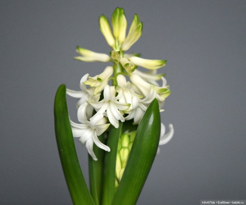 Марта к 8 Марта — Винтажные куклы ГДР (Немки): Бигги (фото 7)