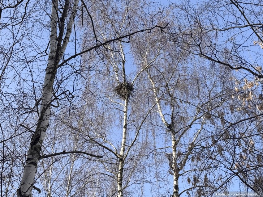 Жу в Москве — Авторские куклы BJD (БЖД) у нас дома: фото (фото 7)