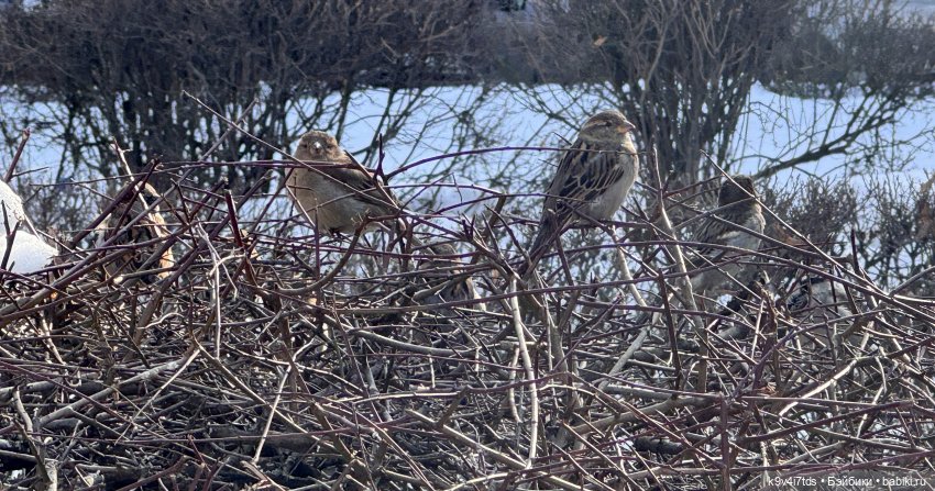 Весна в Твери — Авторские куклы BJD (БЖД) у нас дома: фото