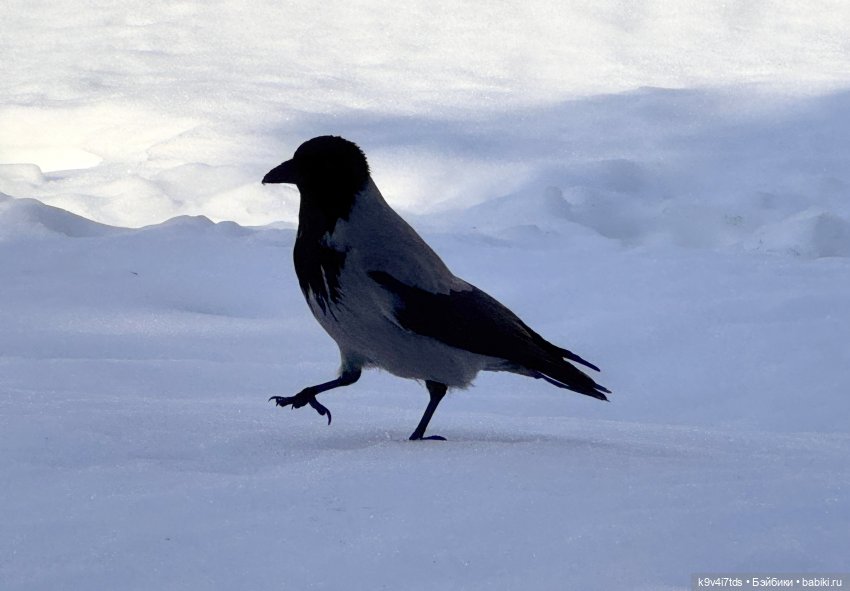 Весна в Твери — Авторские куклы BJD (БЖД) у нас дома: фото