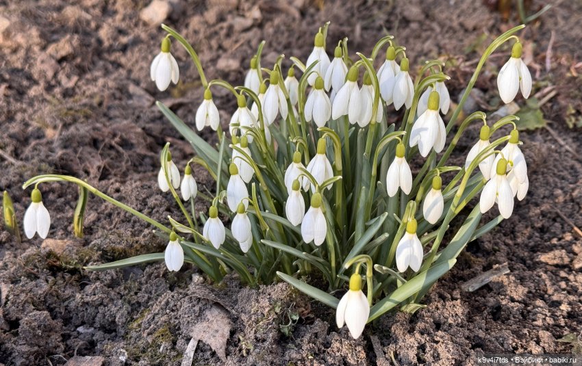 Весенний Цветочек — Авторские куклы BJD (БЖД) у нас дома: фото
