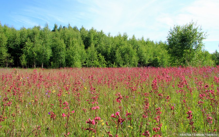 Ясмина — Куклы Dollmore (Доллмор): корейские BJD (БЖД)