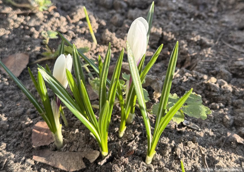 Весенний Цветочек — Авторские куклы BJD (БЖД) у нас дома: фото (фото 5)