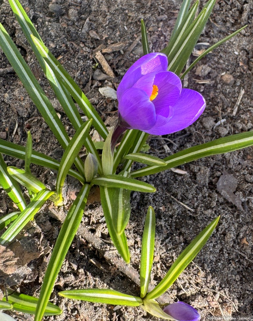 Мартовская прогулка Элен и Мишель | Бэйбики Мартовская прогулка Элен и Мишель