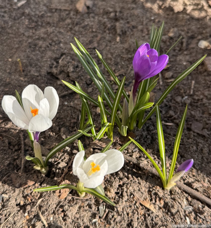 Мартовская прогулка Элен и Мишель | Бэйбики Мартовская прогулка Элен и Мишель