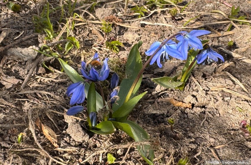 Мартовская прогулка Элен и Мишель | Бэйбики Мартовская прогулка Элен и Мишель