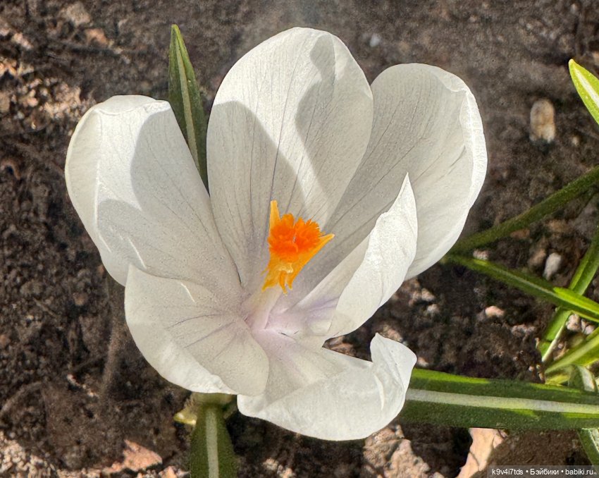 Мартовская прогулка Элен и Мишель | Бэйбики Мартовская прогулка Элен и Мишель