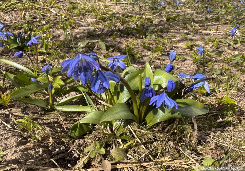 Сильвия встречает Весну — Куклы Sylvia Natterer (Сильвия Наттерер): Gotz (фото 3)