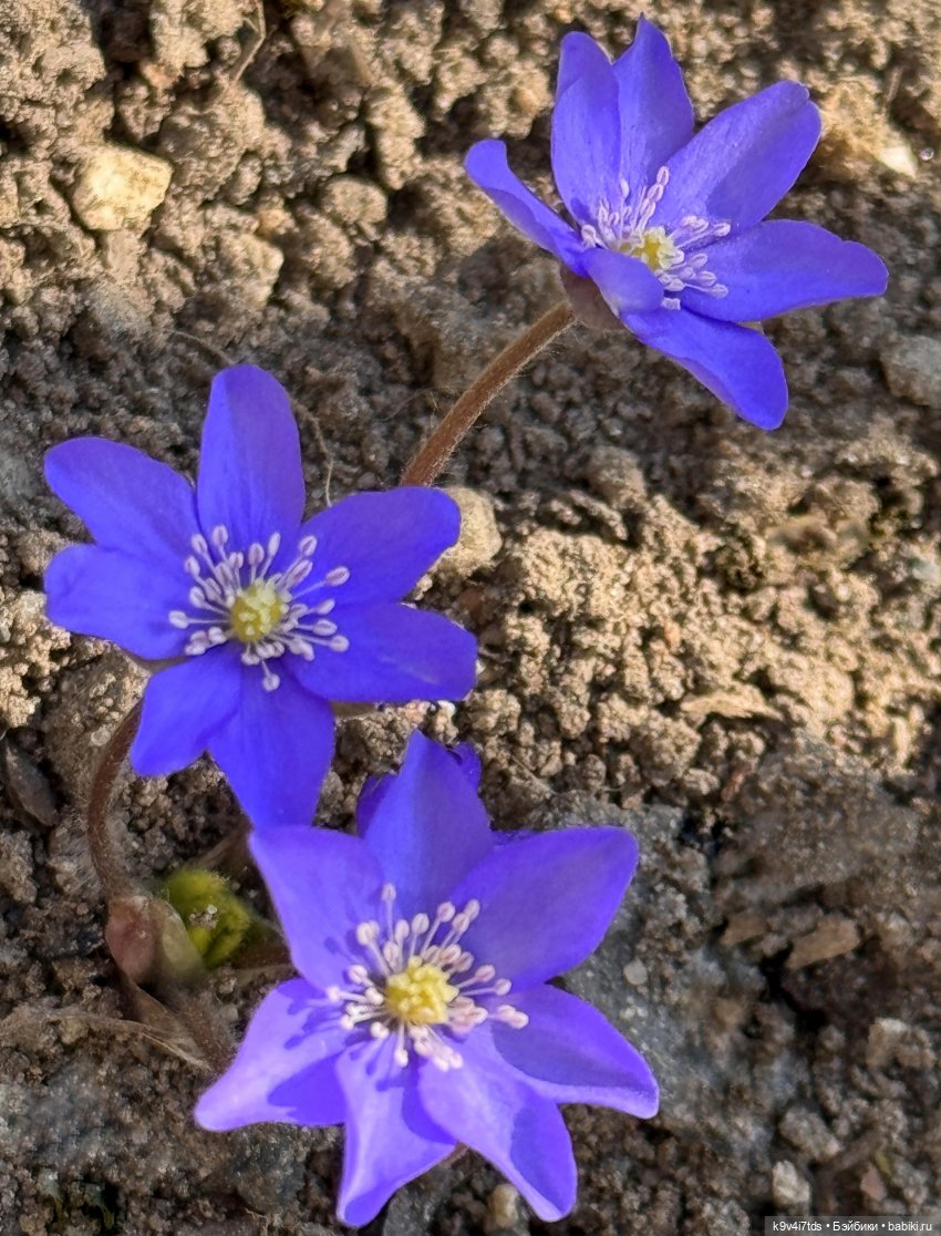Нежные весенние Цветочки — Авторские куклы BJD (БЖД) у нас дома: фото