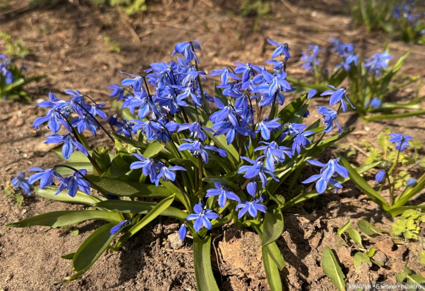 Нежные весенние Цветочки — Авторские куклы BJD (БЖД) у нас дома: фото