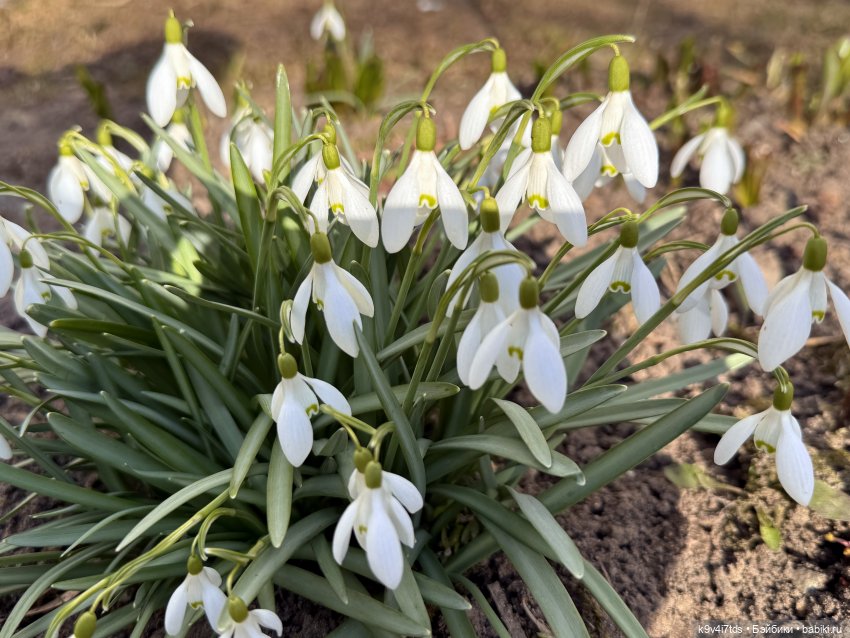 Нежные весенние Цветочки — Авторские куклы BJD (БЖД) у нас дома: фото (фото 10)