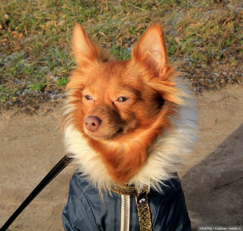 Джой-Пиппа — Куклы Nines d'Onil (Нинес): Миа (Mia) (фото 8)