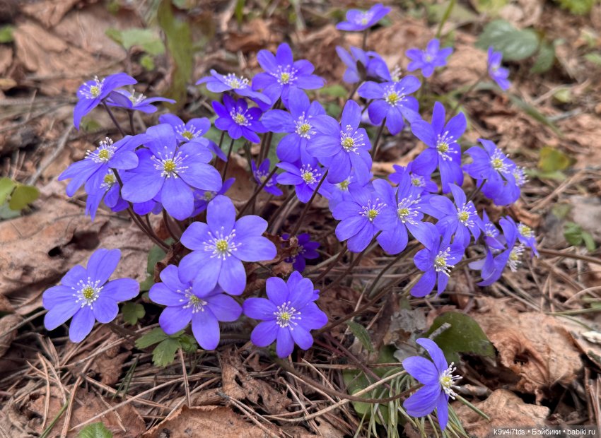Джой-Пиппа и её друзья встречают цветущую Весну (фото 2)