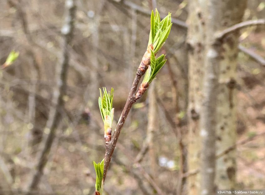 Джой-Пиппа и её друзья встречают цветущую Весну