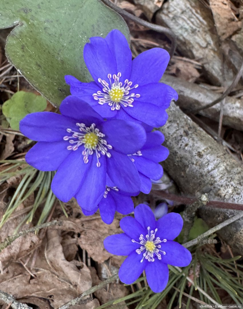 Джой-Пиппа и её друзья встречают цветущую Весну