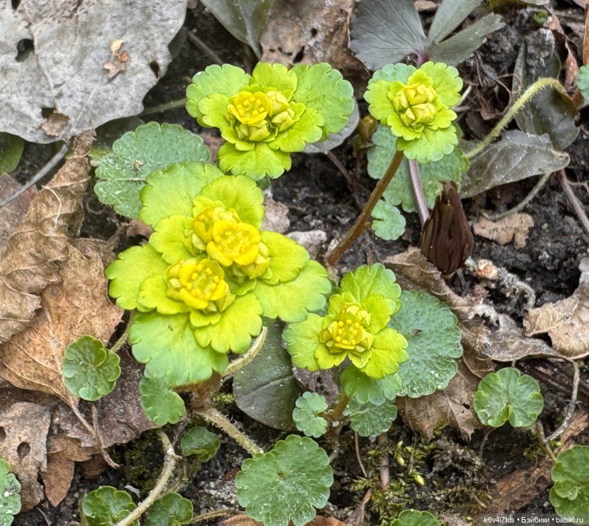 Джой-Пиппа и её друзья встречают цветущую Весну