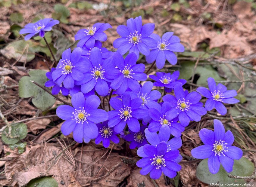 Джой-Пиппа и её друзья встречают цветущую Весну (фото 3)