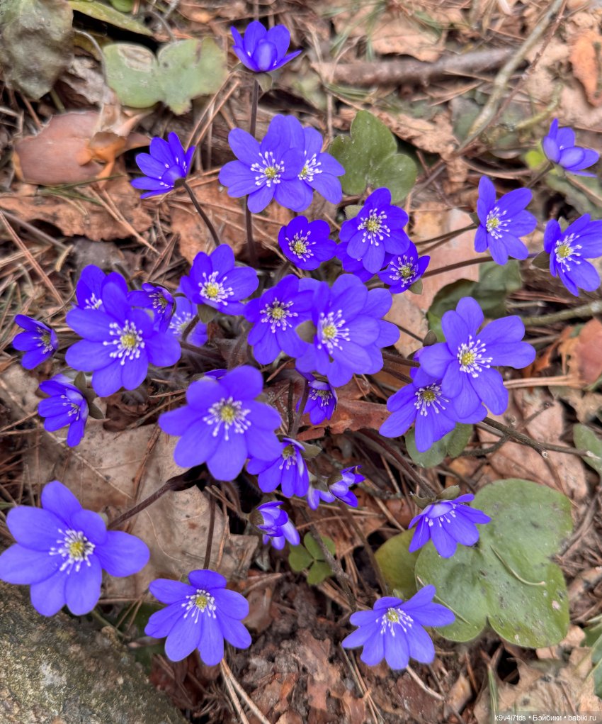Джой-Пиппа и её друзья встречают цветущую Весну (фото 6)