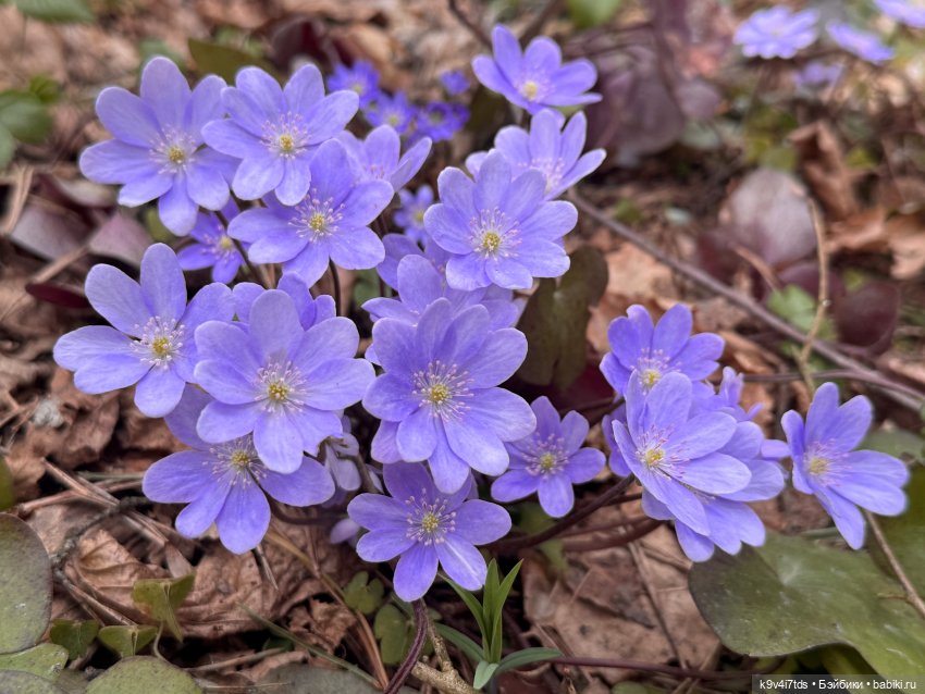 Джой-Пиппа и её друзья встречают цветущую Весну