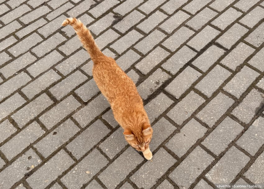 Путешествие Хироно и его друзей на Оршу