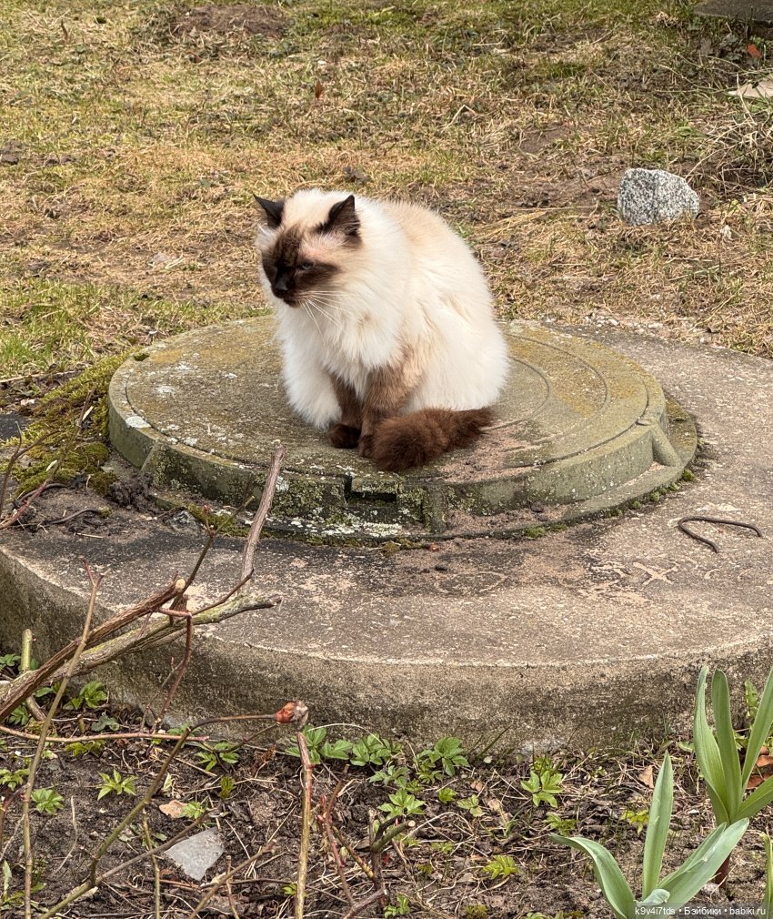 Путешествие Хироно и его друзей на Оршу