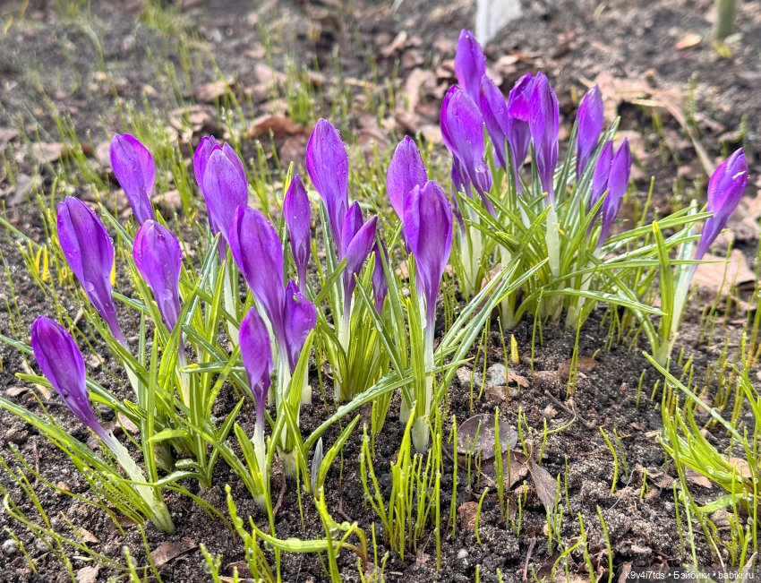Путешествие Хироно и его друзей на Оршу