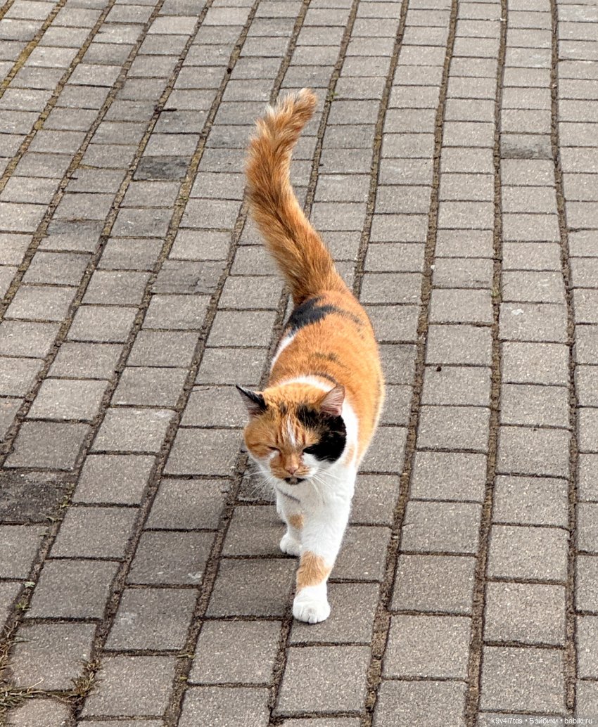 Путешествие Хироно и его друзей на Оршу