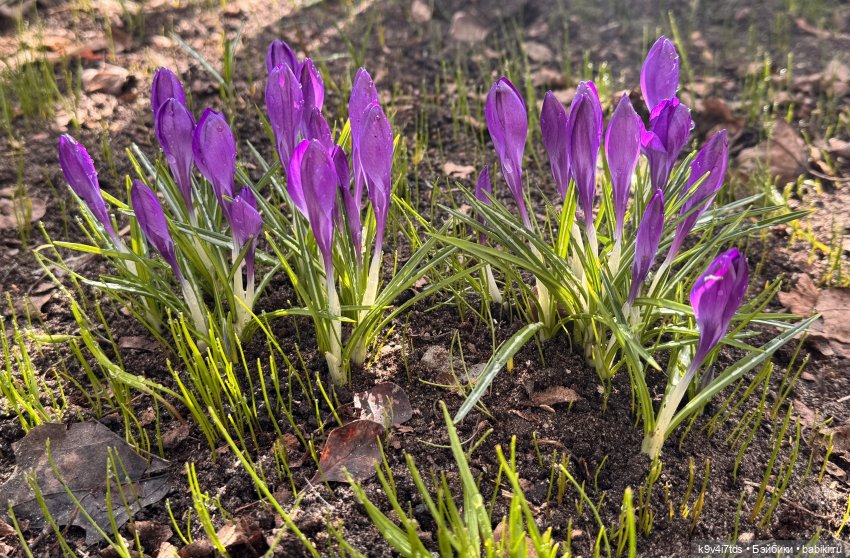 Путешествие Хироно и его друзей на Оршу