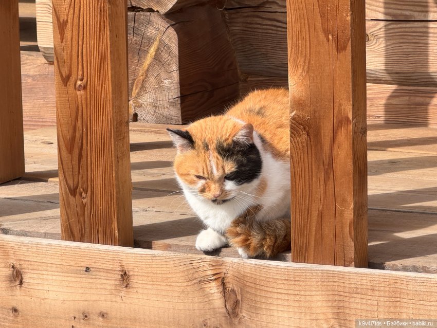 Путешествие Хироно и его друзей на Оршу