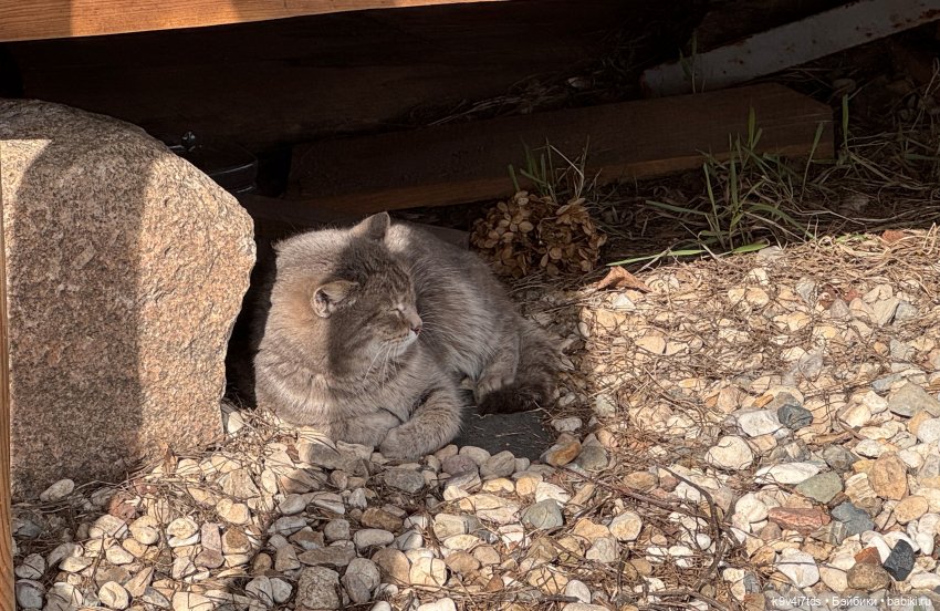 Путешествие Хироно и его друзей на Оршу