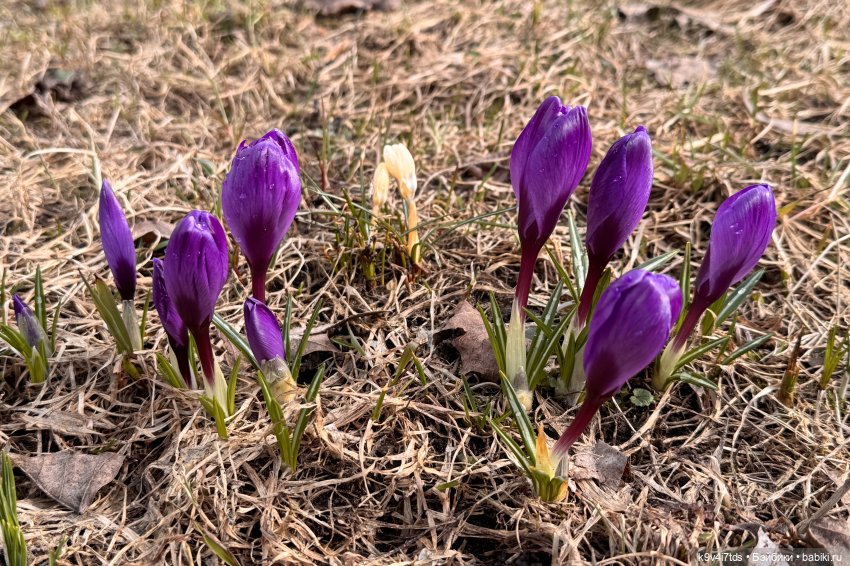 Путешествие Хироно и его друзей на Оршу