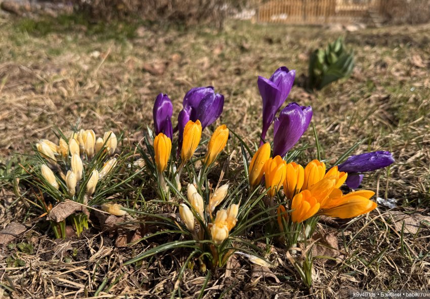 Путешествие Хироно и его друзей на Оршу