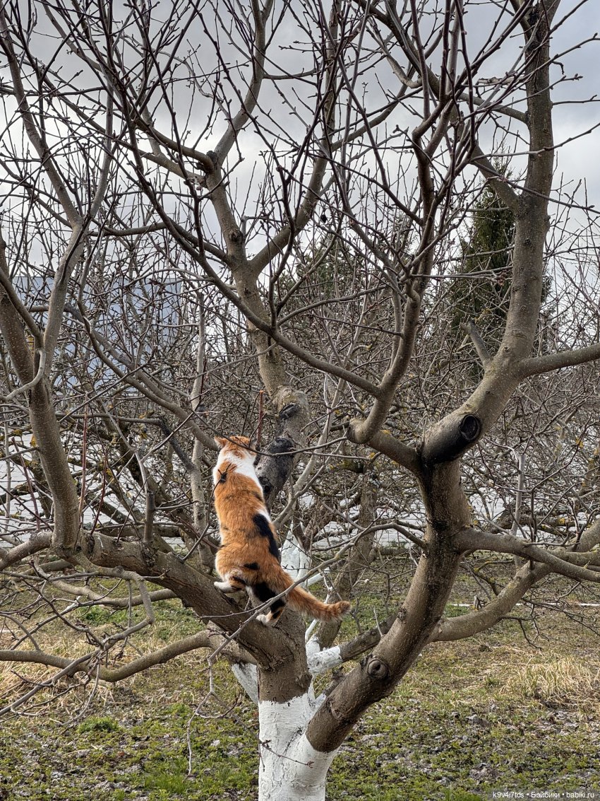 Путешествие Хироно и его друзей на Оршу